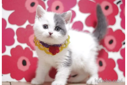 成約済の東京都のスコティッシュフォールド-115051の5枚目